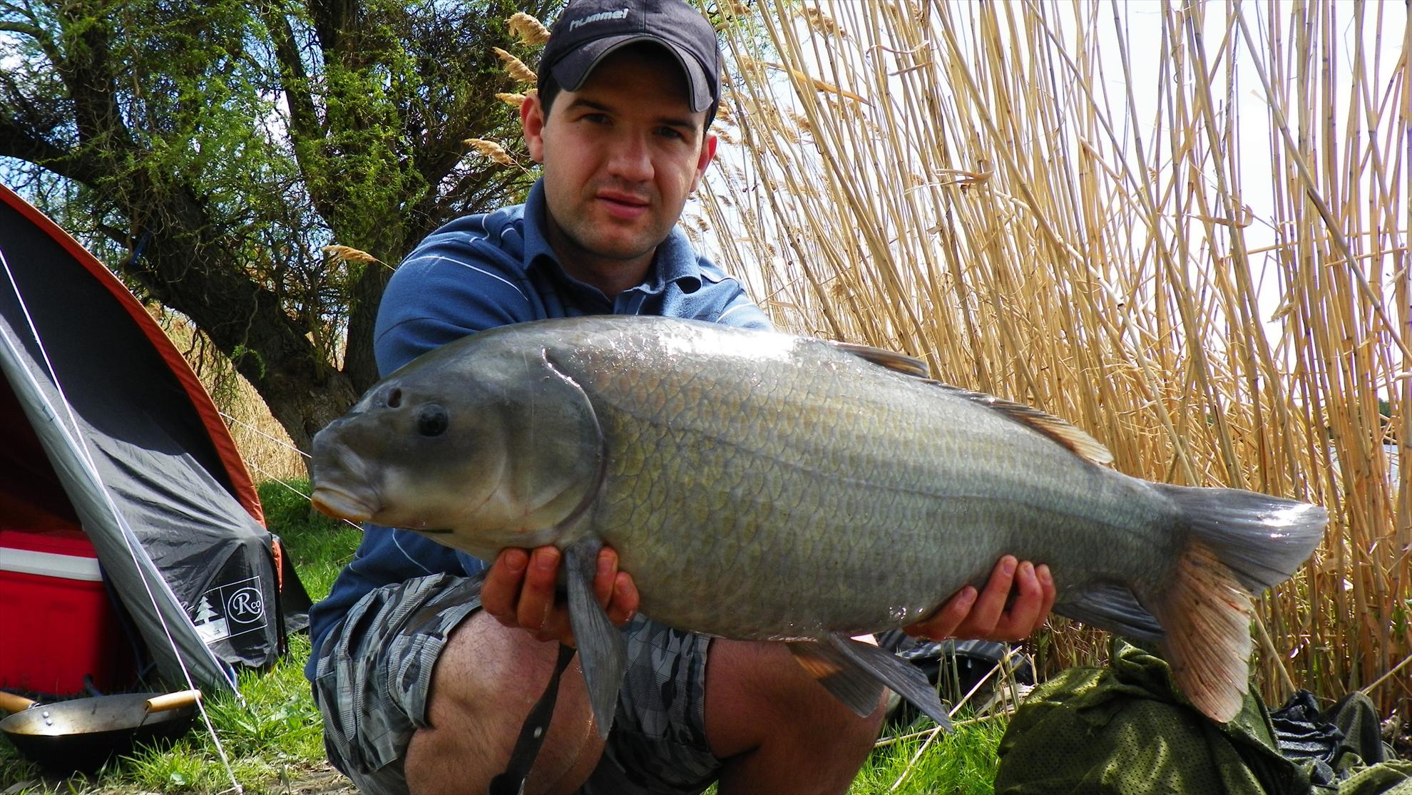 Buffalo Carp - Tancabesti - 1000781.JPG